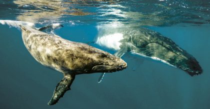 Mascotte SCM Ref ‘de walvis’